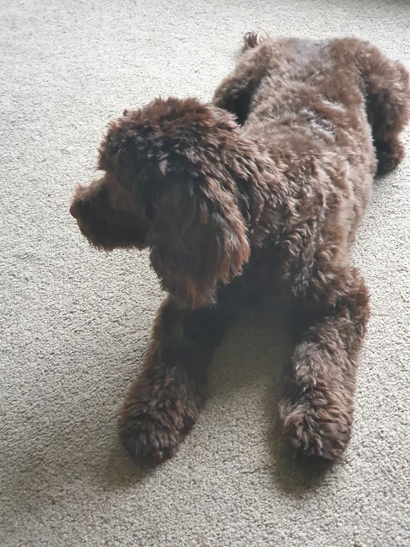 Chocolate-brown poodle-cross lying flat on the carpet showing its full body trim