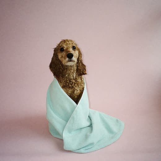 Small dog wrapped in a towel after a bath