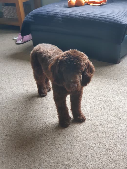 Chocolate-brown poodle-cross with a trimmed coat photographed from above