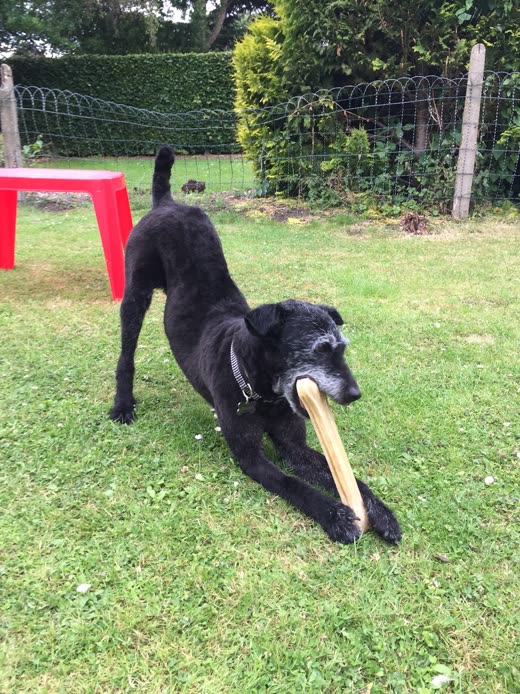 Black terrier-cross play-bowing on a lawn with a stick in its mouth